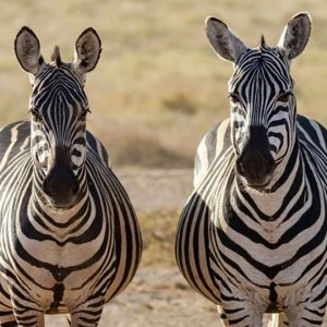 7Days Amazing Wildlife Safari in Kenya