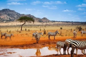 10 Days Kenyan Coast & Bush Safari
